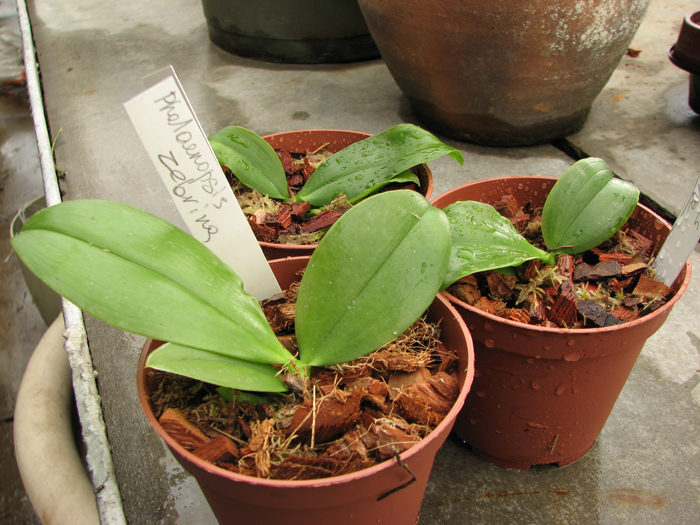 Фото орхидеи Phalaenopsis zebrina