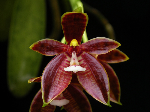 Как цветет орхидея Phalaenopsis cornu cervi var. thalebanii