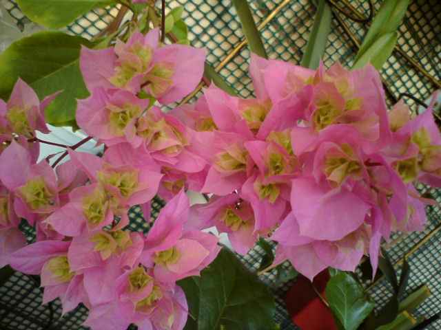 DSC03882.JPG