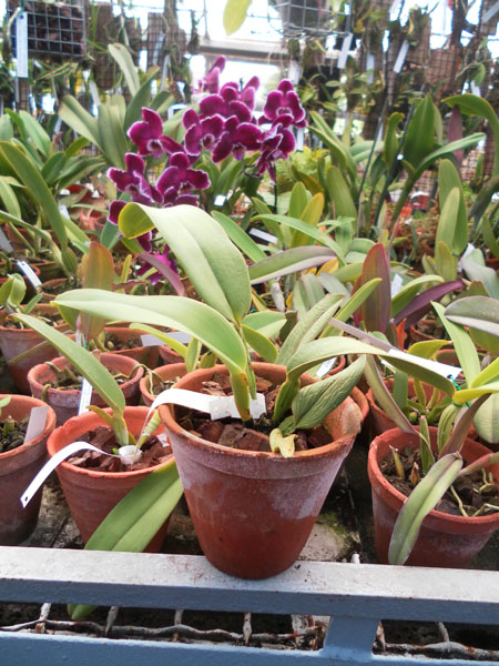 Фото орхидеи Cattleya labiata coerulensis