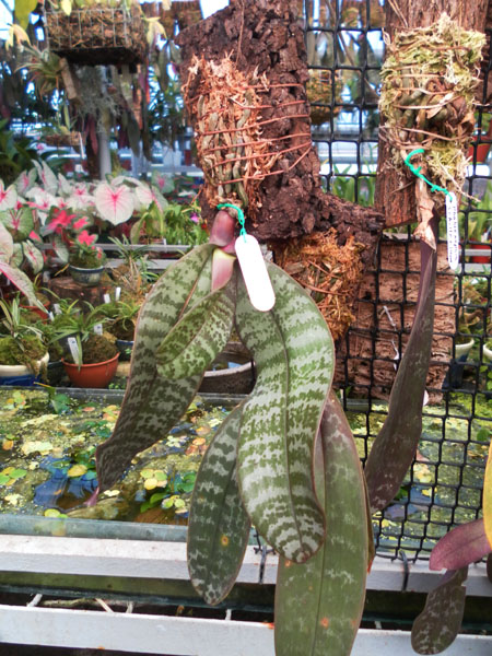 Фото орхидеи Phalaenopsis schilleriana