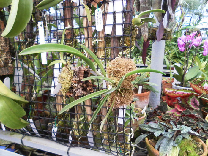 Фото орхидеи Brassavola Jimminey Cricket Super Bug