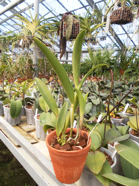 Фото орхидеи Brassocattleya Little Mermaid 'Janet'