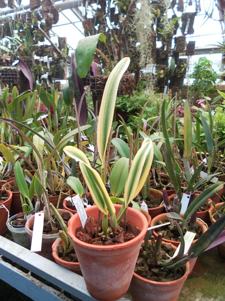 Фото орхидеи Cattleya Sedlescombe 'Variegated'