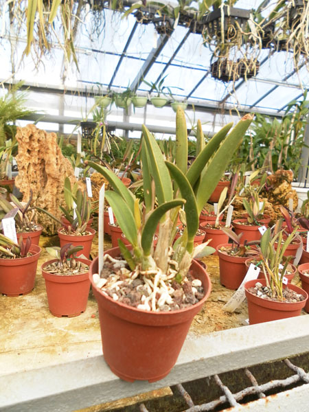 Фото орхидеи Laelia reginae