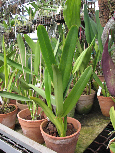 Фото орхидеи Laelia purpurata carnea (dark lip x St.Nicolau)