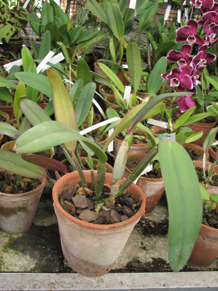 Фото орхидеи Cattleya lueddemanniana alba 'OMG' x Cattleya lueddemanniana caerulea 'Siquesique'