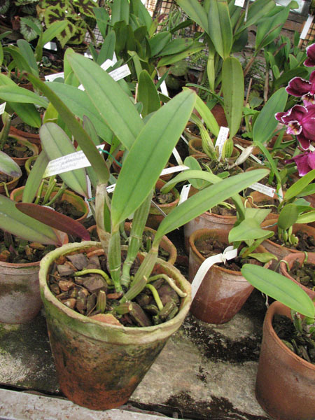 Фото орхидеи Cattleya lueddemanniana caerulea (Siquesique x Amparo) x Cattleya lueddemanniana tipo escura 'Guacamuco'