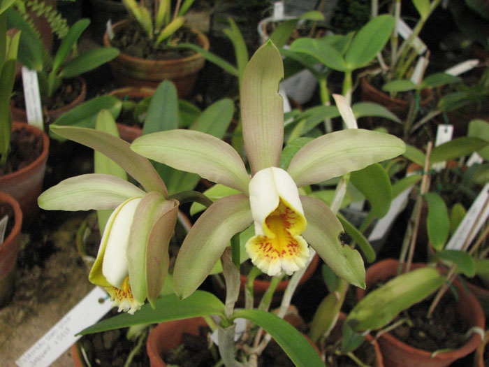 Фото орхидеи Cattleya forbesii