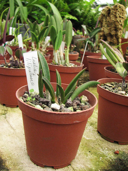 Фото орхидеи Laelia liliputana