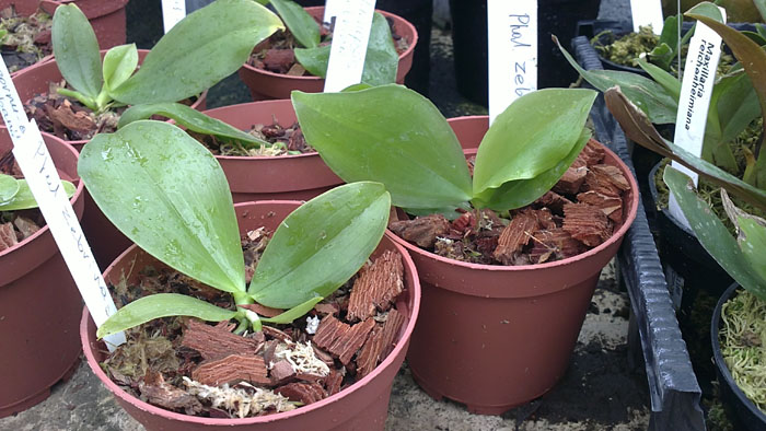 Фото орхидеи Phalaenopsis zebrina