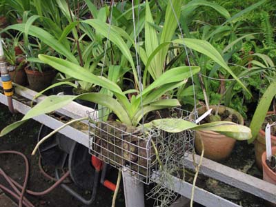 Фото орхидеи Aerides lawrenceae var. punctata