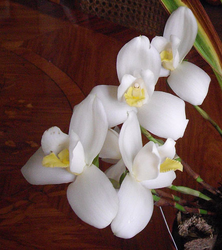 Как цветет орхидея Lycaste Auburn x Highland Peak