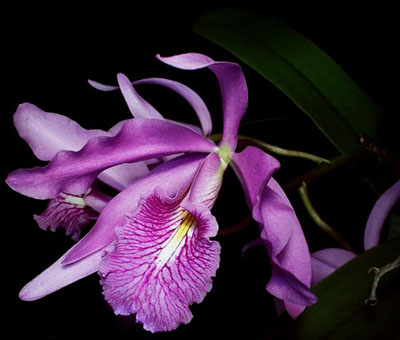 Цветение орхидеи Cattleya maxima 'Selection Dunkel'