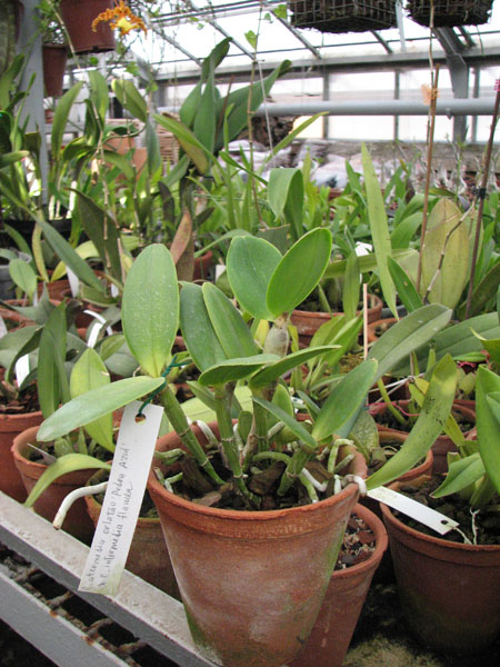 Фото орхидеи Cattleya intermedia orlatão 'Pedra Azul' x Cattleya intermedia flamea