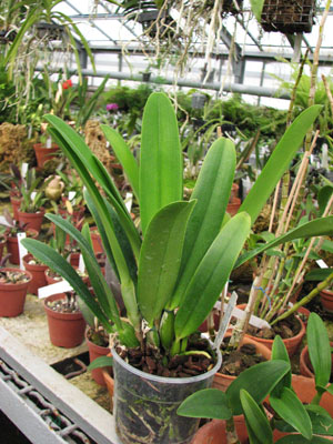 Фото орхидеи Cattleya maxima var. alba 'Queen Silvia' x Cattleya labiata var. alba 'Knabe'