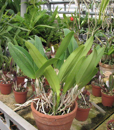 Фото орхидеи Cattleya percivaliana 'Jewel' x Cattleya walkeriana