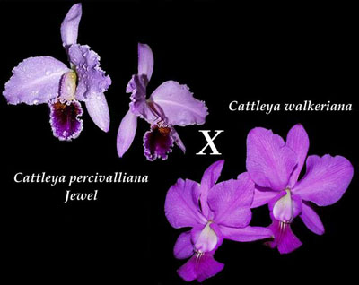 Цветение орхидеи Cattleya percivaliana 'Jewel' x Cattleya walkeriana