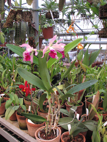 Laeliocattleya Elegans.jpg