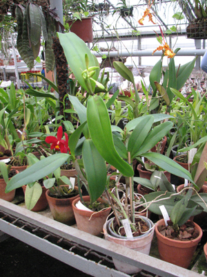 Cattleya Belairensis.jpg