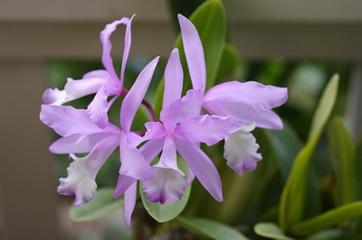 Cattleya Belairensis.jpg