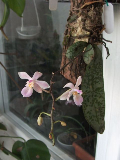 phal_1.jpg