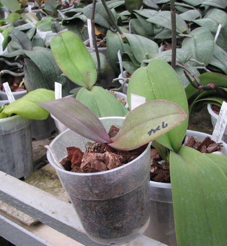 Фото орхидеи Doritaenopsis Jiuhbao Fairy 'ORCHIS'