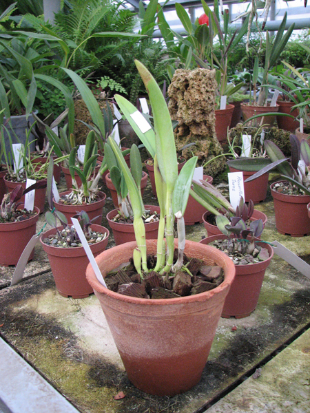 Фото орхидеи Brassavola digbyana