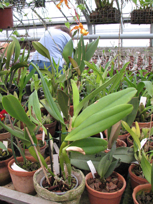 Laeliocattleya White Spark 'Fire Cat'.jpg