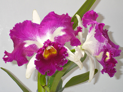 Laeliocattleya White Spark 'Fire Cat'.jpg