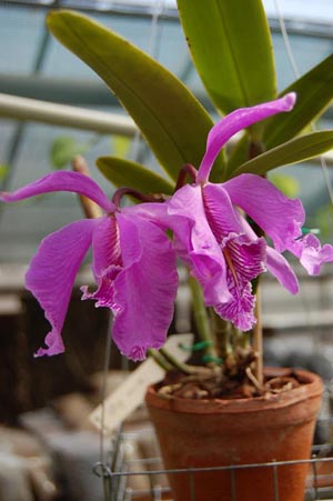 Фото орхидеи Cattleya maxima