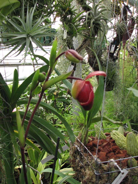 Фото орхидеи Phragmipedium Living Fire