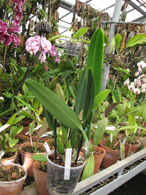 Фото орхидеи Cattleya percivaliana 'Dunkel'