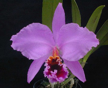Цветение орхидеи Cattleya percivaliana 'Dunkel'