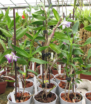 Фото орхидеи Dendrobium victoriae reginae