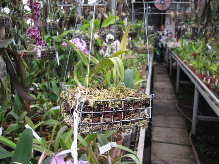 Фото орхидеи Sophrolaeliocattleya Pink Doll 'Garnet Sea'