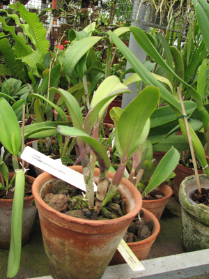 Фото орхидеи Sophrolaeliocattleya Love Castle