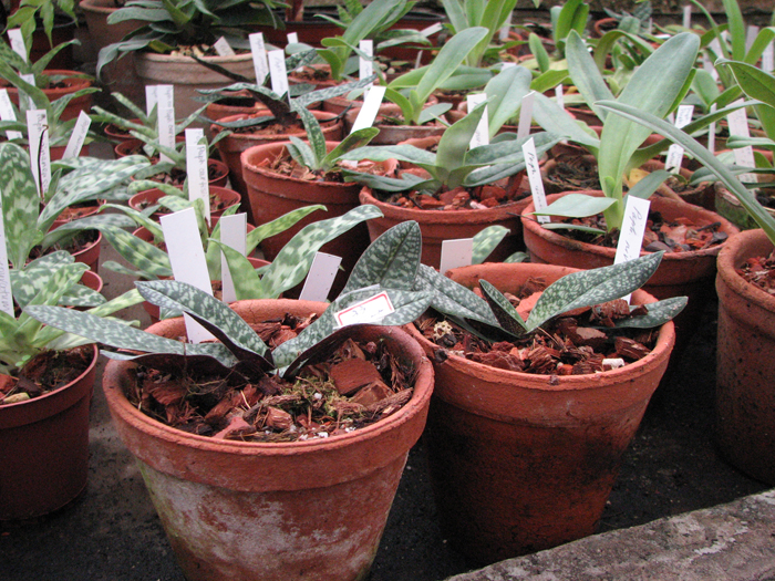 Фото орхидеи Paphiopedilum niveum