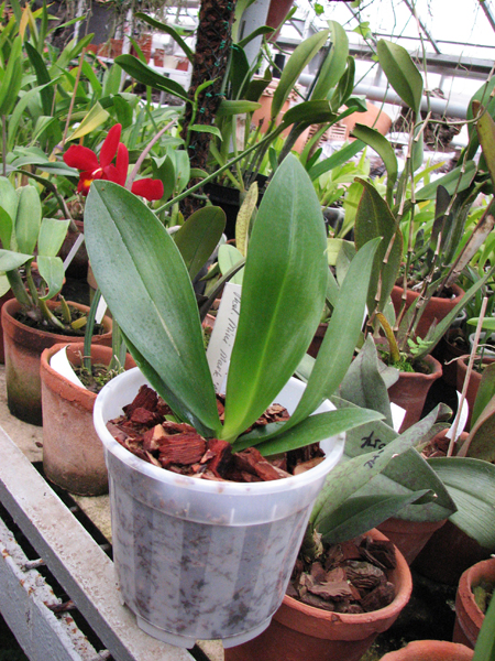 Фото орхидеи Phalaenopsis Mini Mark 'Maria Teresa'