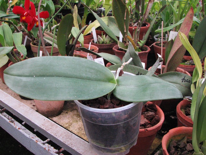 Фото орхидеи Phalaenopsis gigantea