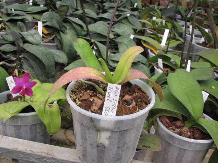 Фото орхидеи Doritaenopsis I-Hsin Purple Jewel 'ORCHIS'