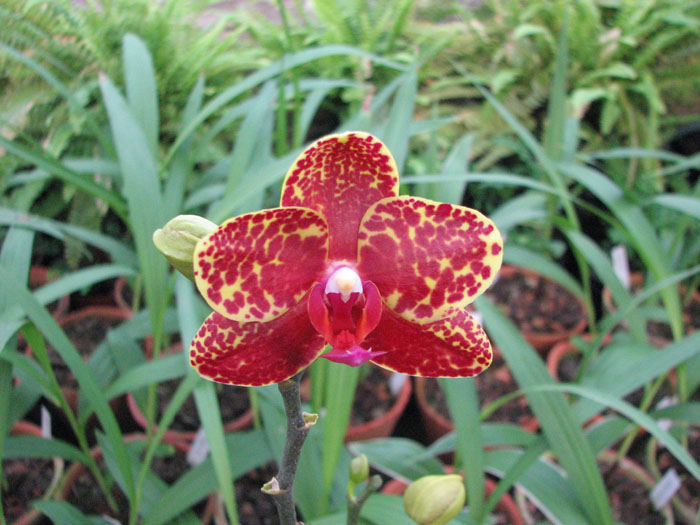 Фото орхидеи Phalaenopsis Salu Peoker 'O-1'