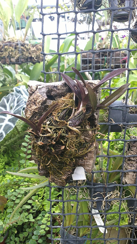 Фото орхидеи Zelenkoa onusta