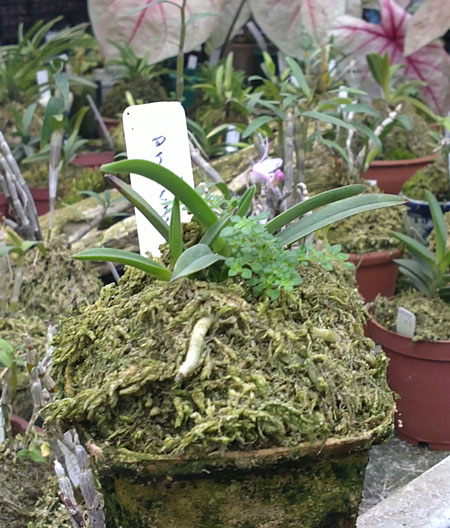 Фото орхидеи Neofinetia falcata Anzumaru