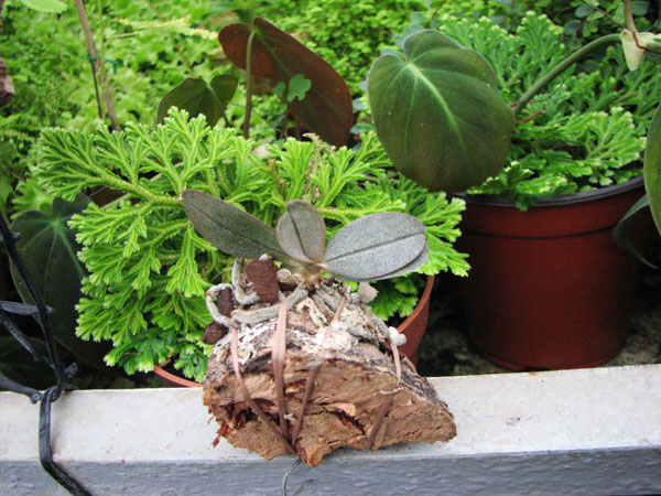 Фото орхидеи Aerangis punctata