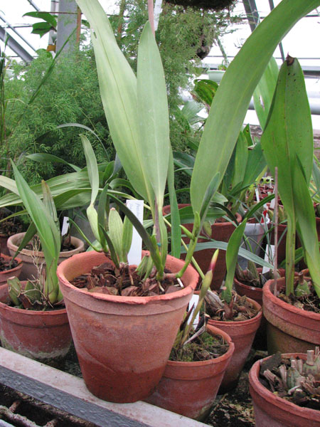 Орхидея Prosthechea fragrans с бутонами на двух туберидиях