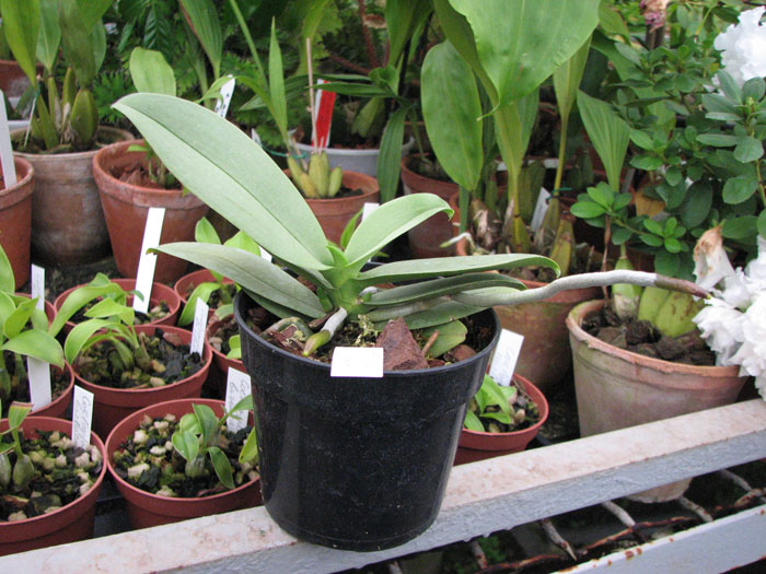 Фото орхидеи Doritaenopsis Meidarland Annaberry 'Meidarland'