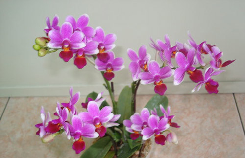 Цветение орхидеи Doritaenopsis Meidarland Annaberry 'Meidarland'