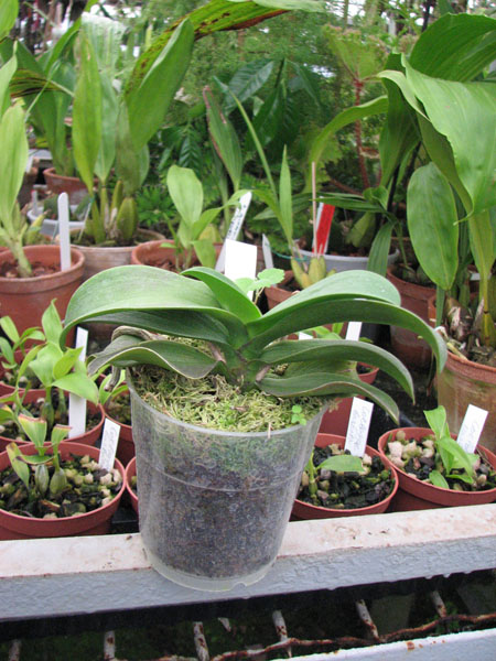 Фото орхидеи Doritaenopsis Sogo Yenlin 'Coffee'