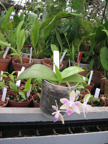 Фото орхидеи Phalaenopsis Equalacea